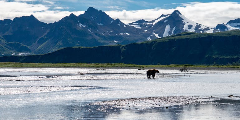 kodiak alaska luxury cruise mountains bear
