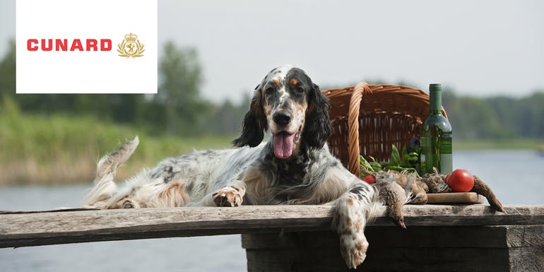 english setter cunard