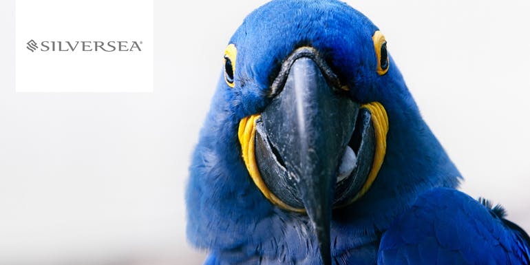 silversea hyacinth macaw