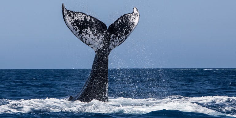 humpback whale new england canada cruise