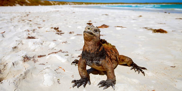 iguanas galapagos cruise