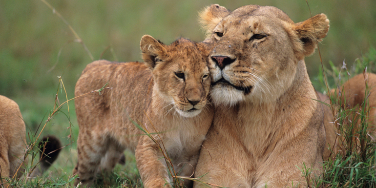 lion cubs africa