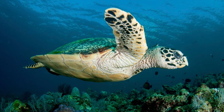 sea turtles penguins australia new zealand