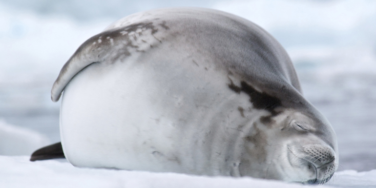 seals and whales antarctica