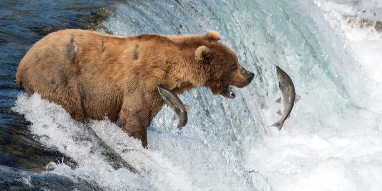 alaska bear salmon river ketchikan shopping
