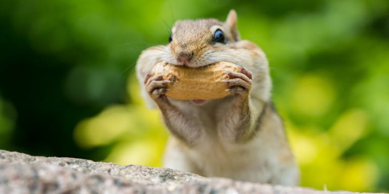 squirrel food weirdest reviews 2018 cruise