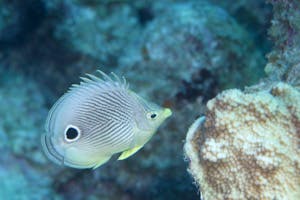 dominica butterfly fish