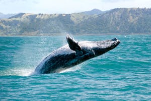 coast maui whale watching maui hawaii