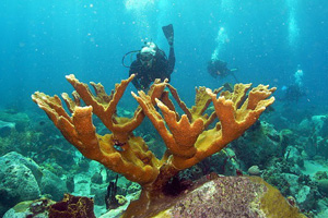 st. vincent indigo scuba coral kingstown