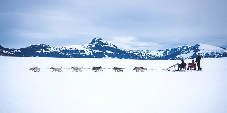 dog sledding alaska shore excursion