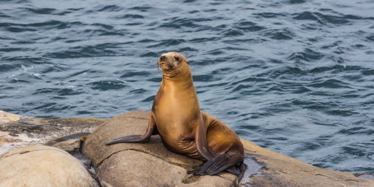 san diego seal zoo cruise port