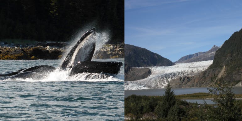 Alaska cruise tours juneau whale watch